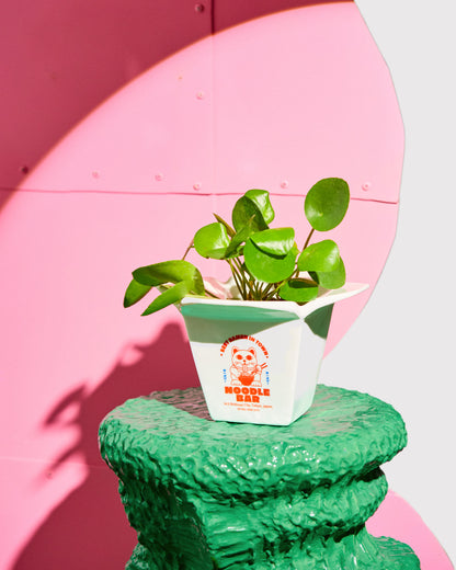 CACHE POT RAMEN - FLUID MARKET